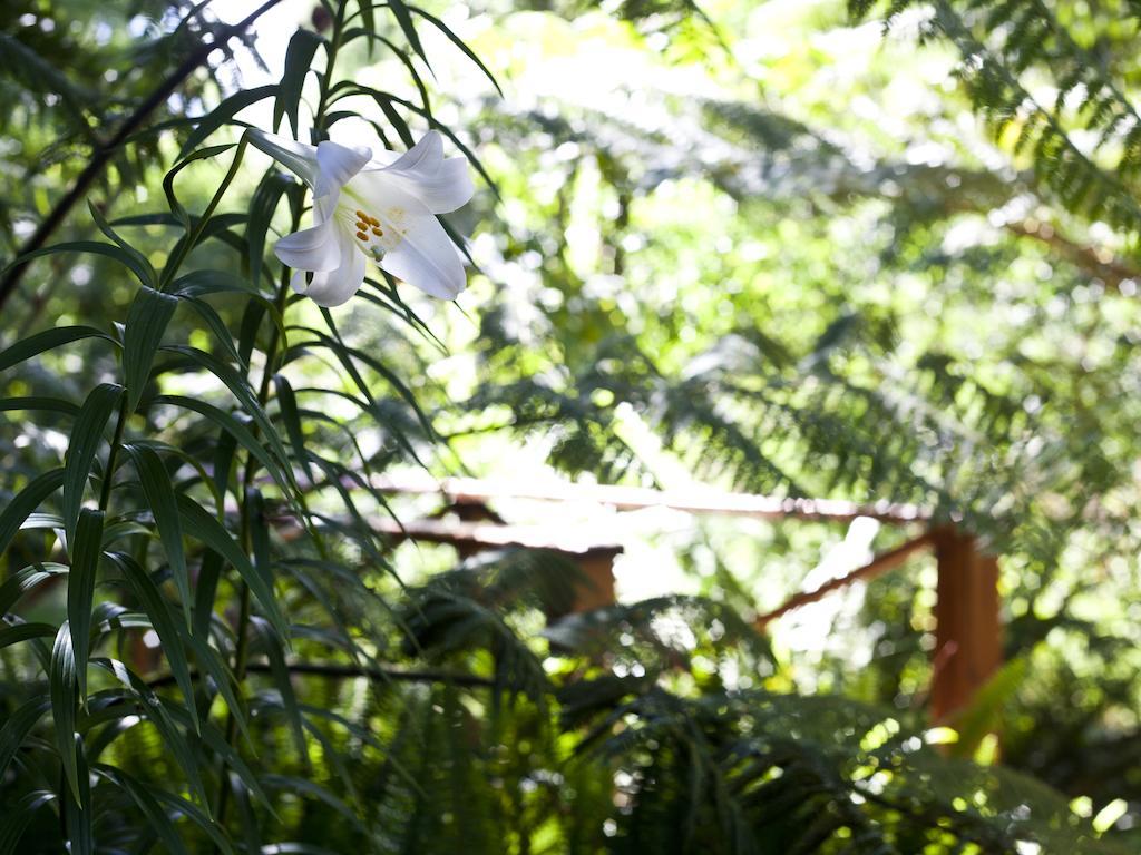 Andelomi Forest Lodge Стормсривиер Екстериор снимка